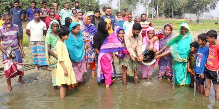 গাবতলীর সুখান পুকুরের কাজলা বিলে পোনা মাছ অবমুক্ত