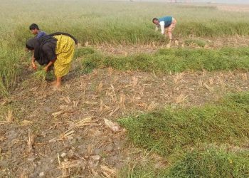 বগুড়ার সারিয়াকান্দিতে সরিষা কাটা ও মাড়াইয়ে ব্যস্ত সময় পার করছেন চাষীরা