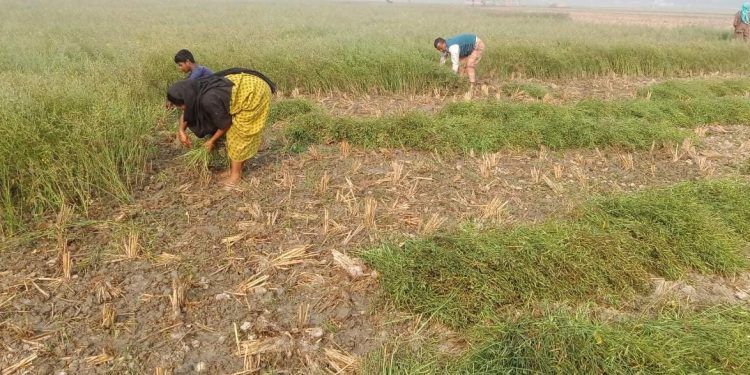 বগুড়ার সারিয়াকান্দিতে সরিষা কাটা ও মাড়াইয়ে ব্যস্ত সময় পার করছেন চাষীরা