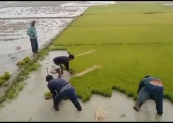 বদলগাছীতে ইরি-বোরো ধান চাষে ব্যস্ত সময় পার করছেন চাষিরা
