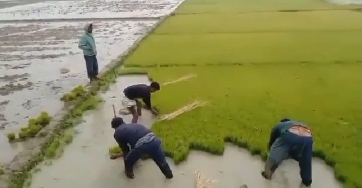 বদলগাছীতে ইরি-বোরো ধান চাষে ব্যস্ত সময় পার করছেন চাষিরা