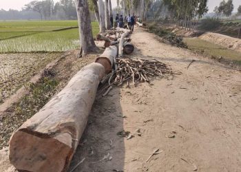 পলাশবাড়ীতে রাস্তার গাছ গোপনে নিলাম দেখিয়ে স্বল্প মূল্যে বিক্রির অভিযোগ