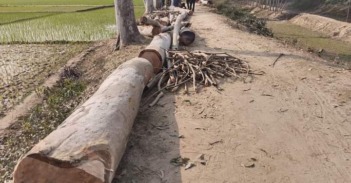 পলাশবাড়ীতে রাস্তার গাছ গোপনে নিলাম দেখিয়ে স্বল্প মূল্যে বিক্রির অভিযোগ