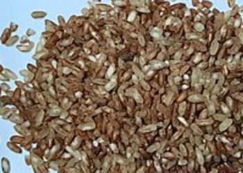 চৌদ্দগ্রামে সংগ্রহ হয়নি এক কেজি ধান