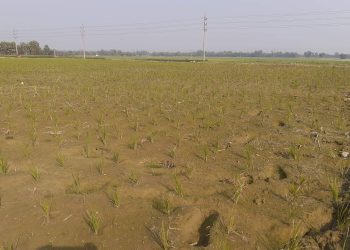 নওগাঁর নিয়ামতপুরে সেঁচের অভাবে বোরোধানি চাষিদের করুণ অবস্থা, নিস্তব্ধ মোটর মালিক