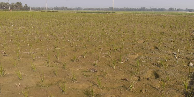 নওগাঁর নিয়ামতপুরে সেঁচের অভাবে বোরোধানি চাষিদের করুণ অবস্থা, নিস্তব্ধ মোটর মালিক