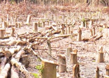 ভোলার চরাঞ্চলে ১শ একর সরকারী বনের গাছ সাবাড়