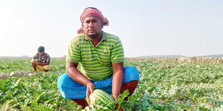 চর কাঞ্চনপুরে তরমুজে স্বপ্ন বুনছেন রিয়াজ