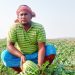চর কাঞ্চনপুরে তরমুজে স্বপ্ন বুনছেন রিয়াজ