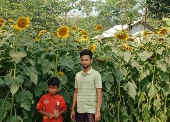বাঘারপাড়ায় সূর্যমুখী চাষ করে সফলতা পেয়েছে ইসমাইল