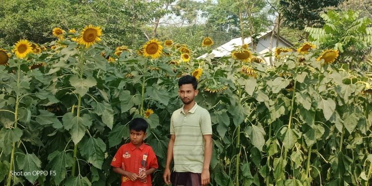 বাঘারপাড়ায় সূর্যমুখী চাষ করে সফলতা পেয়েছে ইসমাইল