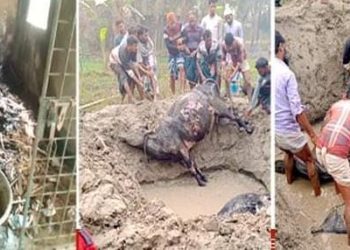 কুষ্টিয়ার কুমারখালীতে আগুনে পুড়ে গবাদিপশু সহ ৮ লাখ টাকার ক্ষতি