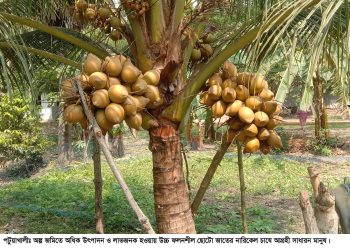 ছোটো জাতের নারিকেল চাষে ঝুঁকছেন কৃষকরা