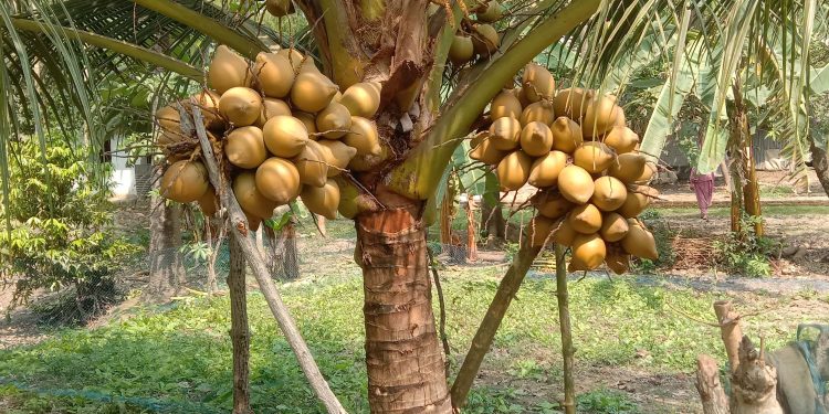 ছোটো জাতের নারিকেল চাষে ঝুঁকছেন কৃষকরা