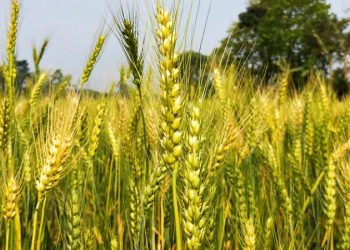 শার্শায় লক্ষ্যমাত্রার চেয়ে তিনগুণ বেশি জমিতে চাষ হচ্ছে গম