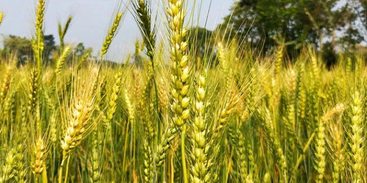 শার্শায় লক্ষ্যমাত্রার চেয়ে তিনগুণ বেশি জমিতে চাষ হচ্ছে গম