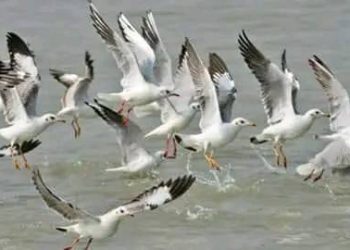 ভোলায় মেঘনার বুকের চর মদনপুরে কেবল পাখিদের কলরব