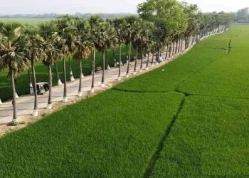 প্রকৃতির সৌন্দর্যের অপরূপ লীলাভূমি নওগাঁর ঘুঘুডাঙ্গা তালতলি সড়ক