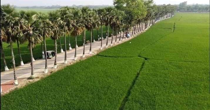 প্রকৃতির সৌন্দর্যের অপরূপ লীলাভূমি নওগাঁর ঘুঘুডাঙ্গা তালতলি সড়ক