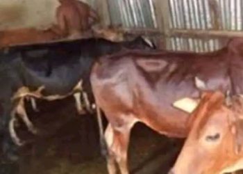 মাগুরাঘোনায় ১ বাড়ি থেকে লাল কালো ২টি গরু চুরি