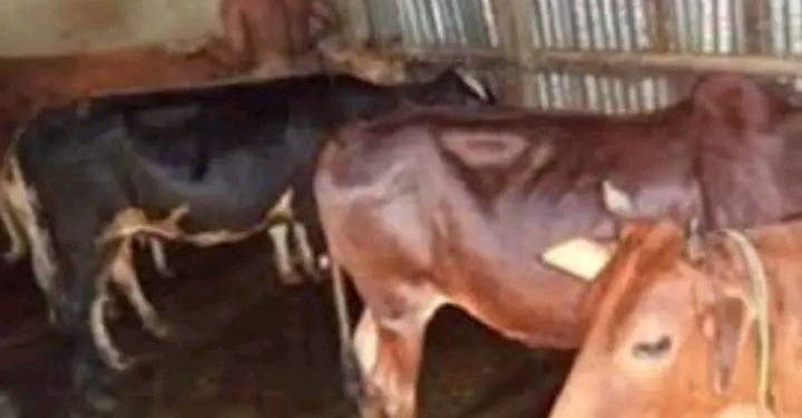 মাগুরাঘোনায় ১ বাড়ি থেকে লাল কালো ২টি গরু চুরি