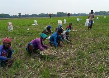 পেঁয়াজের ন্যায্যমুল্যে নির্ধারণের দাবি চাষিদের