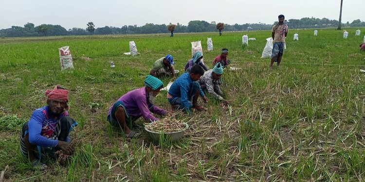 পেঁয়াজের ন্যায্যমুল্যে নির্ধারণের দাবি চাষিদের