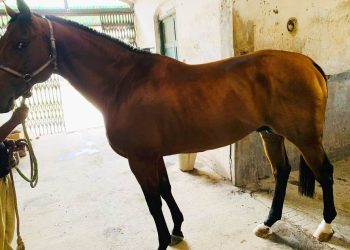 পুলিশের জন্য ভারত থেকে আনা হলো প্রশিক্ষণপ্রাপ্ত ১৫টি ঘোড়া