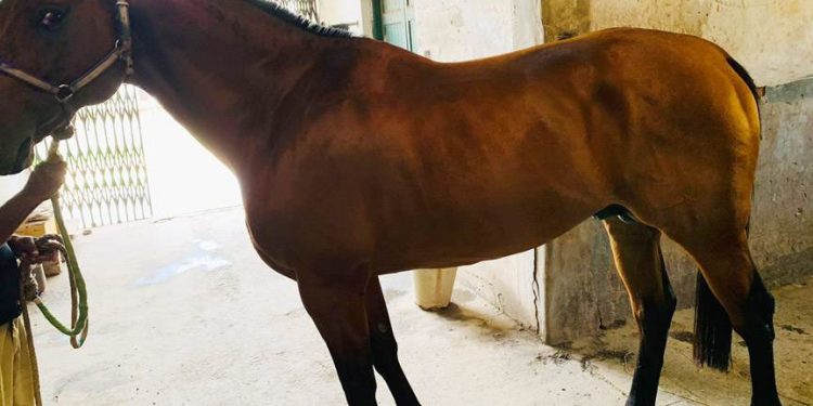 পুলিশের জন্য ভারত থেকে আনা হলো প্রশিক্ষণপ্রাপ্ত ১৫টি ঘোড়া