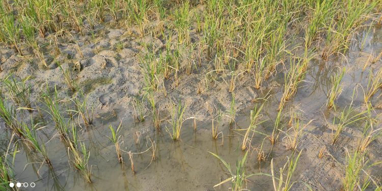 বাগেরহাটে প্রায় ২০০ বিঘা জমির ধান নষ্ট হওয়ার পথে