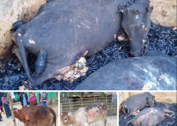 কৃষকের স্বপ্নে আগুন ৩টি গরু পুড়ে চাই