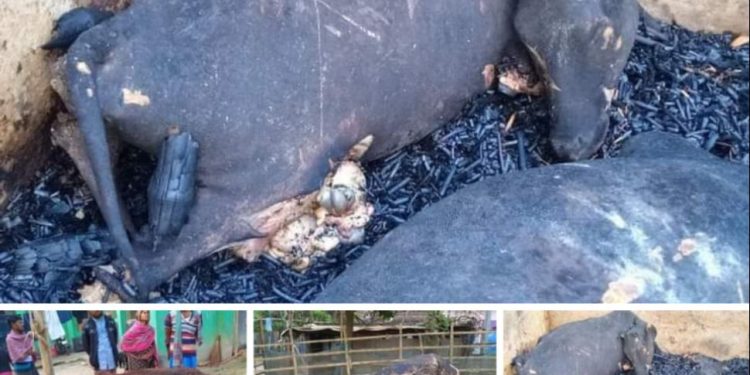 কৃষকের স্বপ্নে আগুন ৩টি গরু পুড়ে চাই