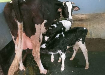 দিনাজপুরে গরুর জোড়া বাছুর জন্ম নেয়ায় এলাকায় চাঞ্চল্য