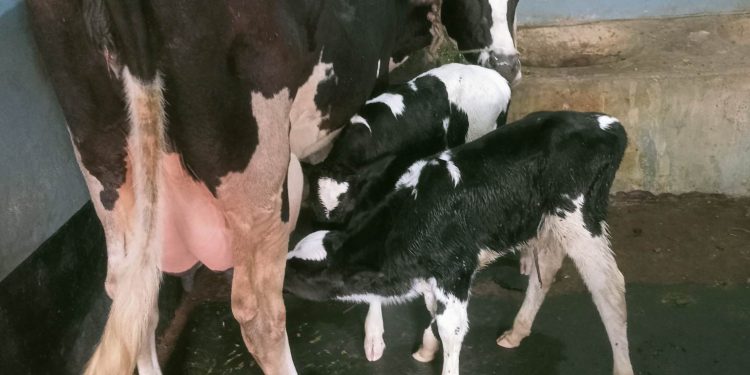 দিনাজপুরে গরুর জোড়া বাছুর জন্ম নেয়ায় এলাকায় চাঞ্চল্য