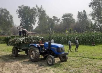 পলাশবাড়ীতে কৃষি সেবায় বঞ্চিত হচ্ছেন কয়েক হাজার কৃষক