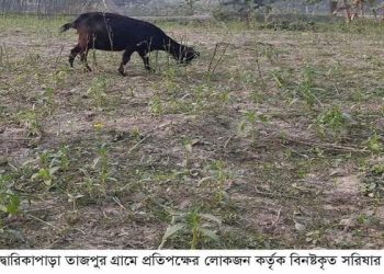 পীরগঞ্জে এক কৃষকের ফসল