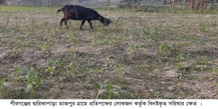 পীরগঞ্জে এক কৃষকের ফসল