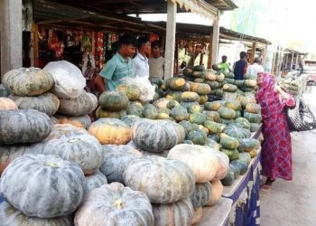 গঙ্গাচড়ায় তিস্তাসেতু’র পার্শ্বে গড়ে উঠেছে কুমড়ার বাজার, লাভবান হচ্ছেন কুমড়া ব্যবসায়ী ও চাষীরা