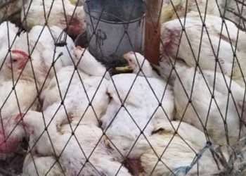 রংপুরের বাজারে সপ্তাহের ব্যবধানে অপরিবর্তিত রয়েছে ব্রয়লার ও পাকিস্তানি সোনালি মুরগির দাম