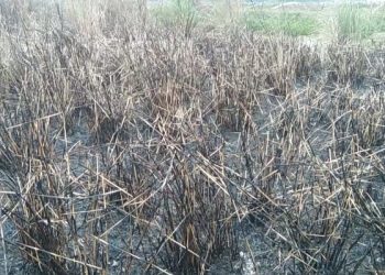 নড়াইলের বিছালিতে দিবালোকে কৃষকের পাকা ধানে আগুন দিয়ে ভুক্তভোগীকে মারধর