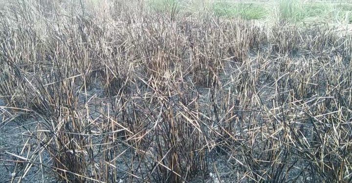 নড়াইলের বিছালিতে দিবালোকে কৃষকের পাকা ধানে আগুন দিয়ে ভুক্তভোগীকে মারধর