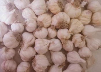 স্বাস্থ্য প্রতিবেদন,”রসুনের উপকারিতা”—