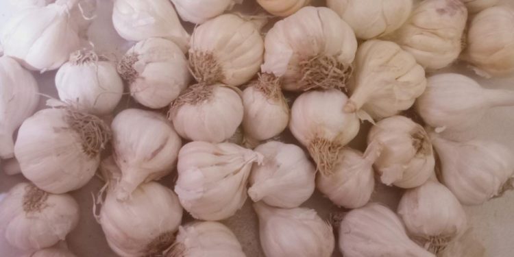 স্বাস্থ্য প্রতিবেদন,”রসুনের উপকারিতা”—