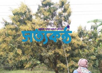 রংপুরে আমের বাম্পার ফলনের সম্ভাবনা