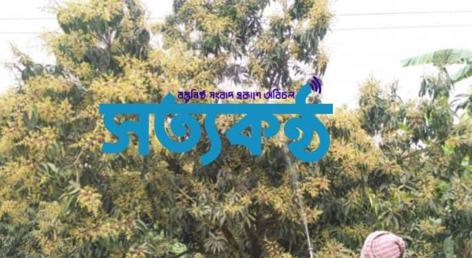 রংপুরে আমের বাম্পার ফলনের সম্ভাবনা