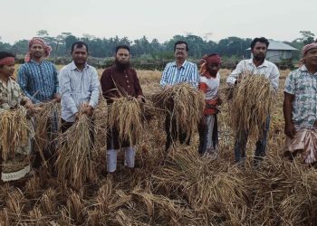 কৃষকের ধান স্বেচ্ছাশ্রমে কেটে দিতে মাঠে নেমেছে কৃষক লীগের নেতাকর্মীরা