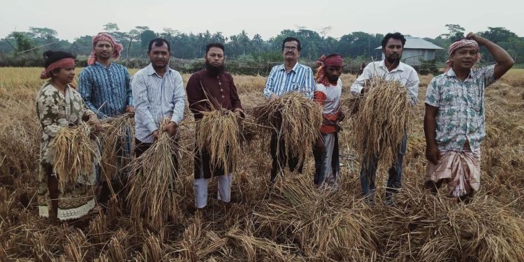 কৃষকের ধান স্বেচ্ছাশ্রমে কেটে দিতে মাঠে নেমেছে কৃষক লীগের নেতাকর্মীরা