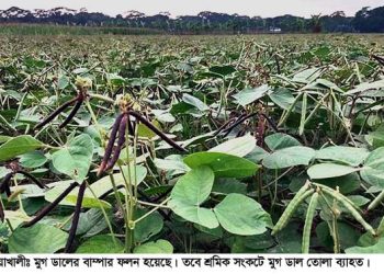 মুগ ডালের বাম্পার ফলন পটুয়াখালীতে শ্রমিক সংকটে ডাল তোলা ব্যাহত