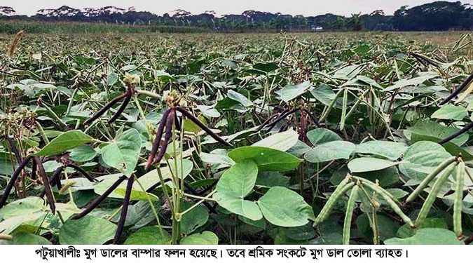মুগ ডালের বাম্পার ফলন পটুয়াখালীতে শ্রমিক সংকটে ডাল তোলা ব্যাহত