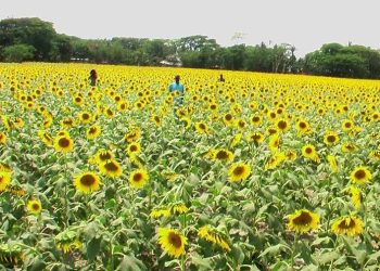 ভোলায় রেকর্ড পরিমাণ সূর্যমুখী চাষ, ফলনে খুশি কৃষক